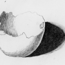 drawing of an eggshell