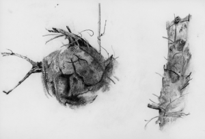 Copy of Andrew Wyeth's Winter Bees.