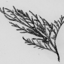 small evergreen twig