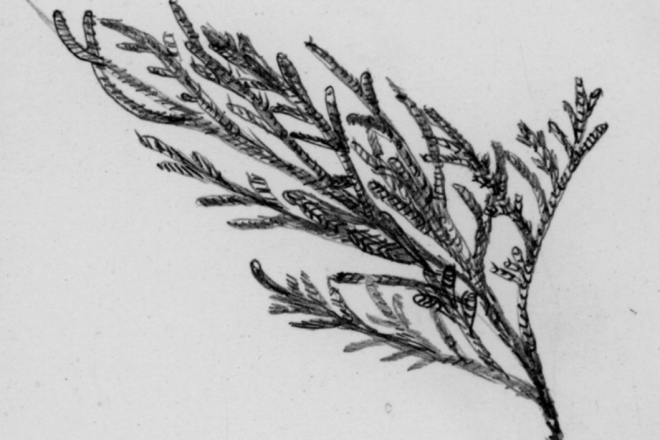 small evergreen twig