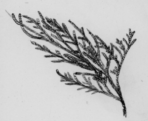 small evergreen twig