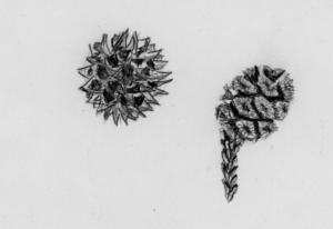 seed cones