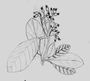 branch with berries.