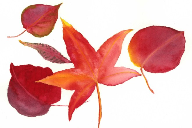 Fall leaves