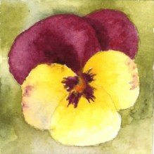 Watercolored Pancy