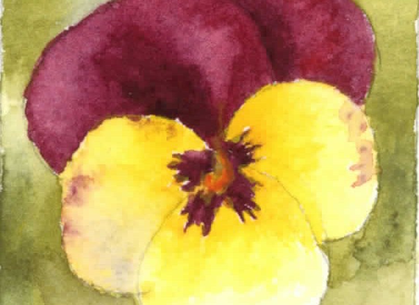 Watercolored Pancy