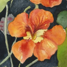 Orange Nasturtium