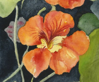 Orange Nasturtium