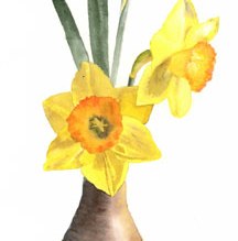 Daffodils