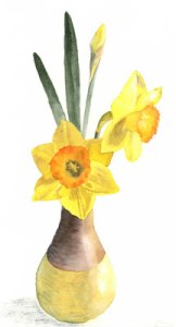 Daffodils