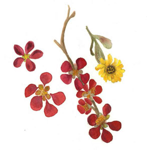 Quince-and-Calendula-300H-img064-1