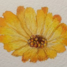 Calendula