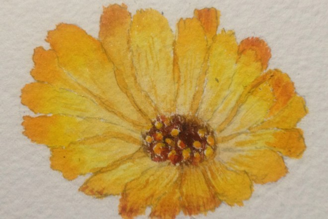 Calendula