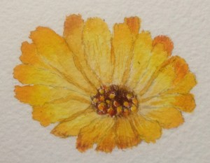 Calendula