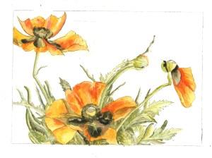 Poppies