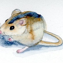 Watercolor Field Mouse