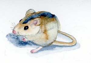 Watercolor Field Mouse